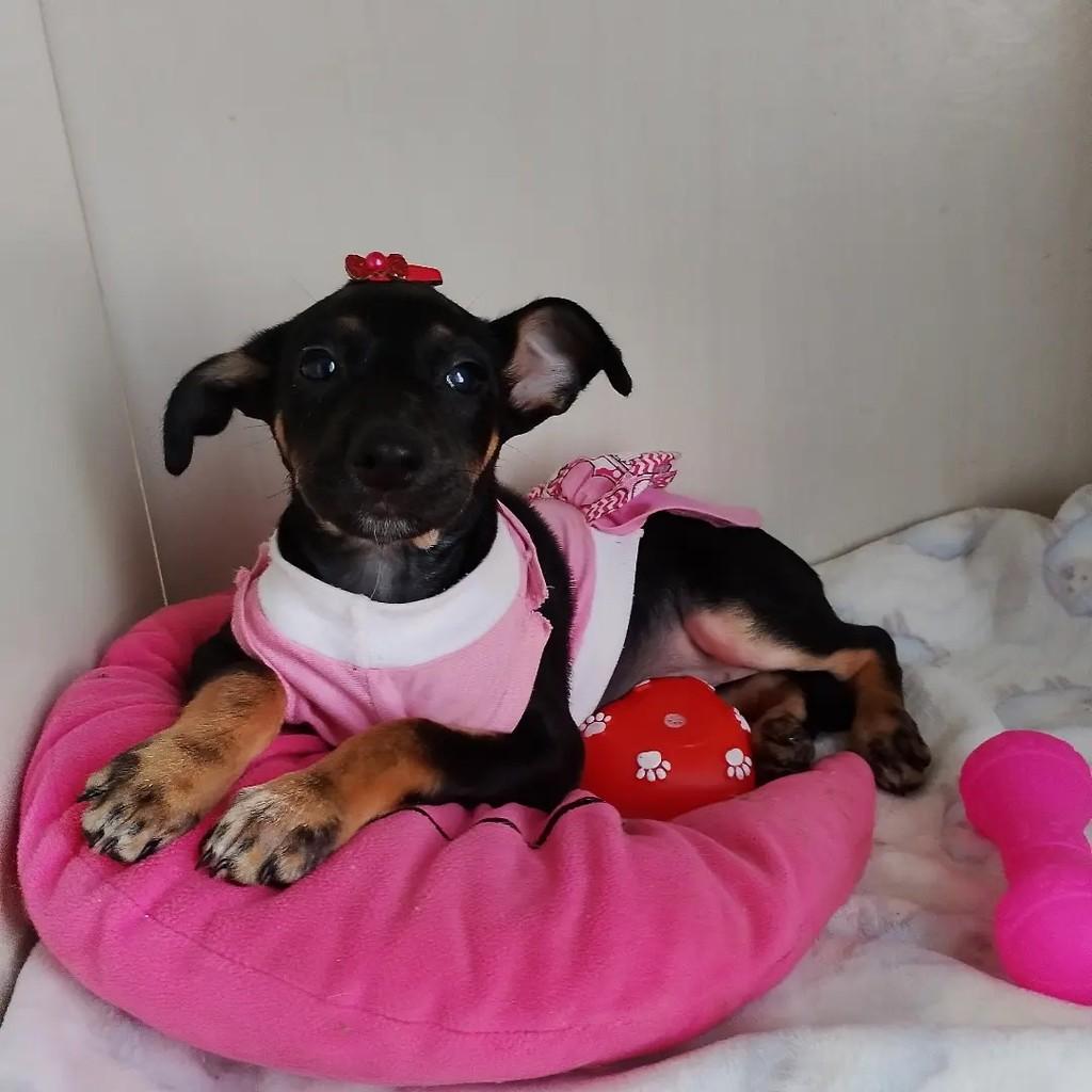 Thalita, cachorro de porte pequeno para adoção em Salvador - BA — foto 3 de 8