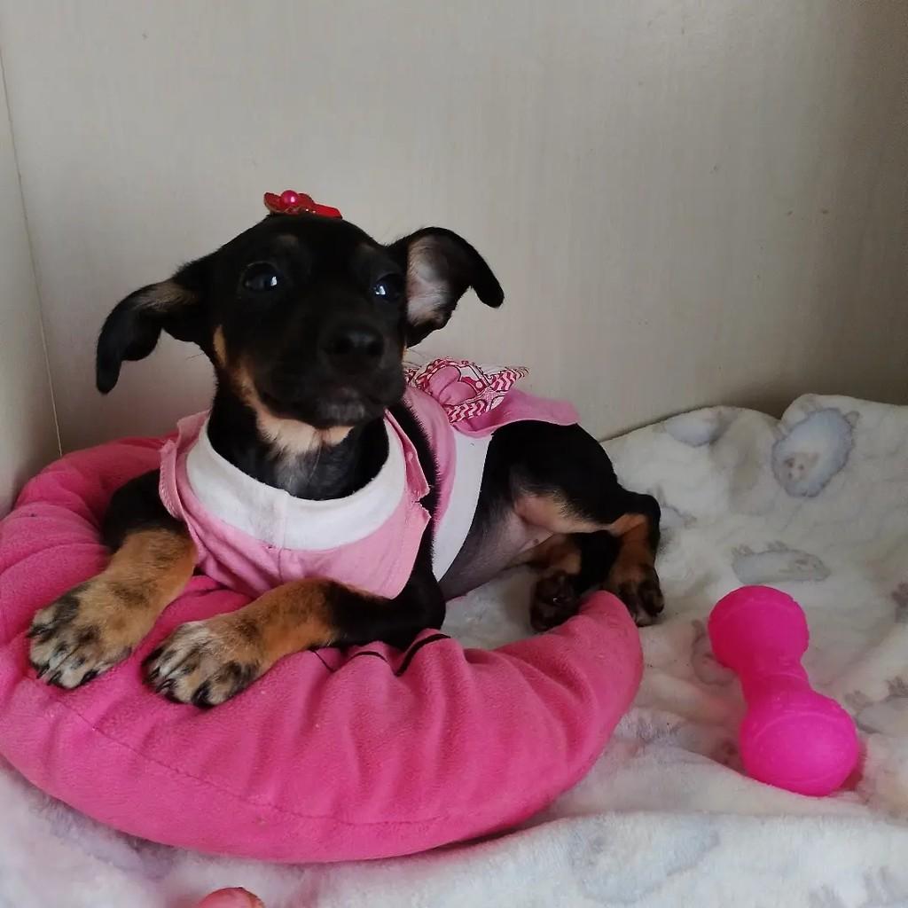 Thalita, cachorro de porte pequeno para adoção em Salvador - BA — foto 4 de 8
