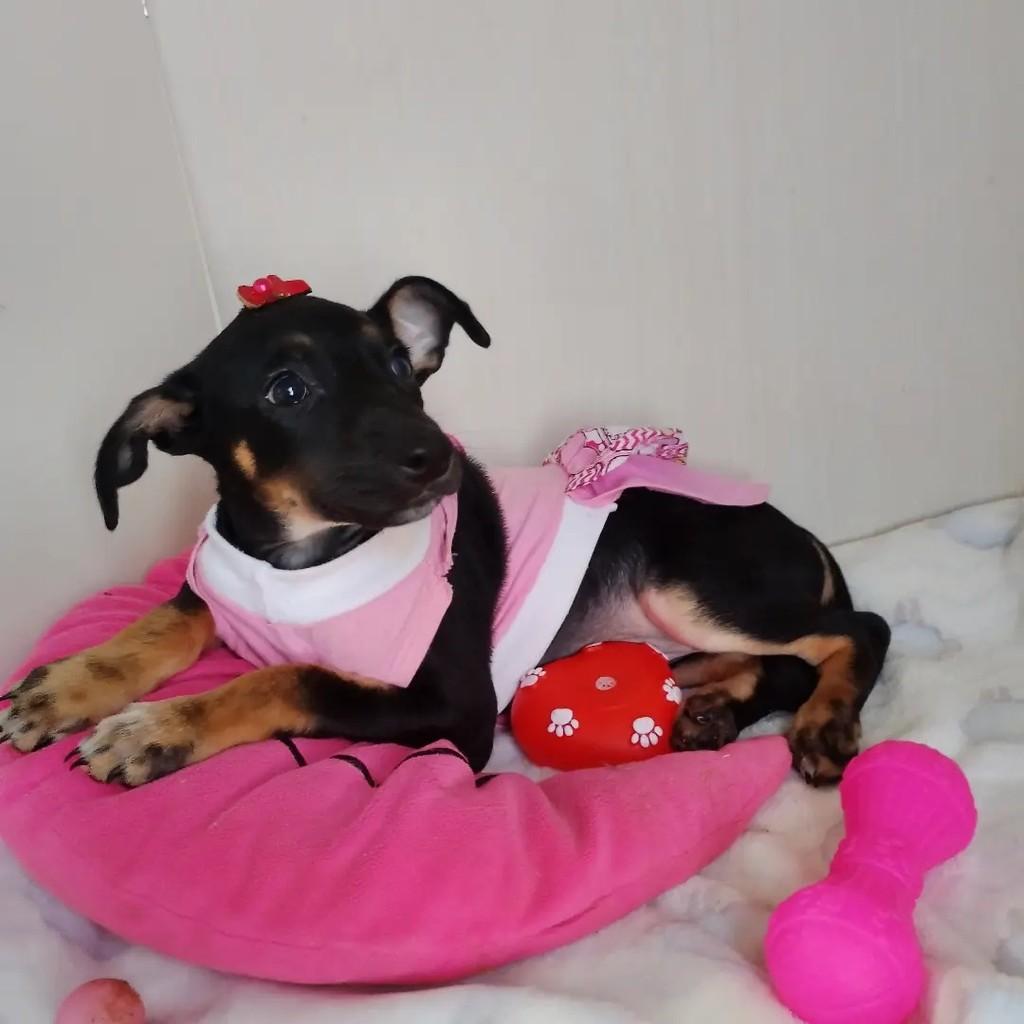 Thalita, cachorro de porte pequeno para adoção em Salvador - BA — foto 5 de 8