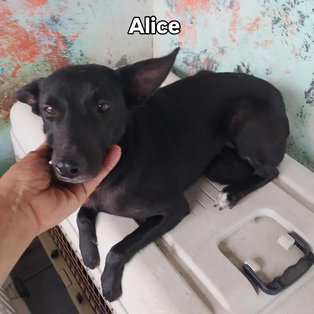 Alice, cadela de porte pequeno para adoção em Salvador - BA