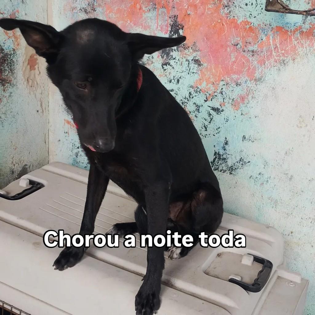 Alice, cadela de porte pequeno para adoção em Salvador - BA — foto 2 de 5