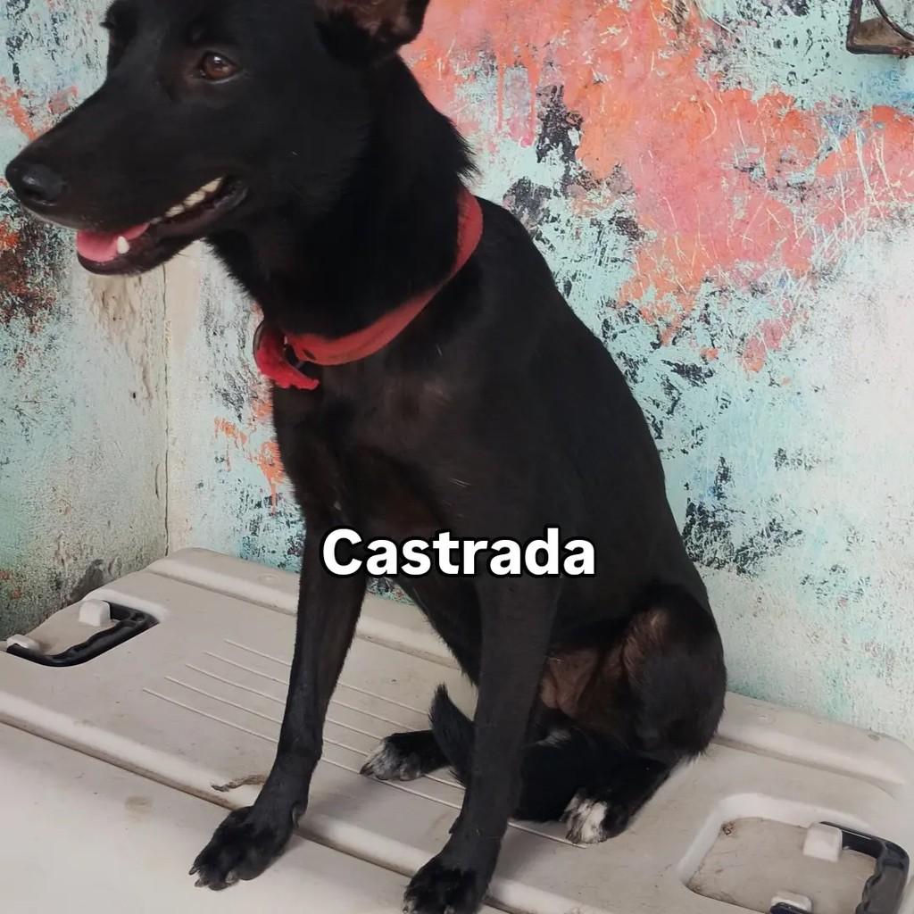Alice, cadela de porte pequeno para adoção em Salvador - BA — foto 3 de 5