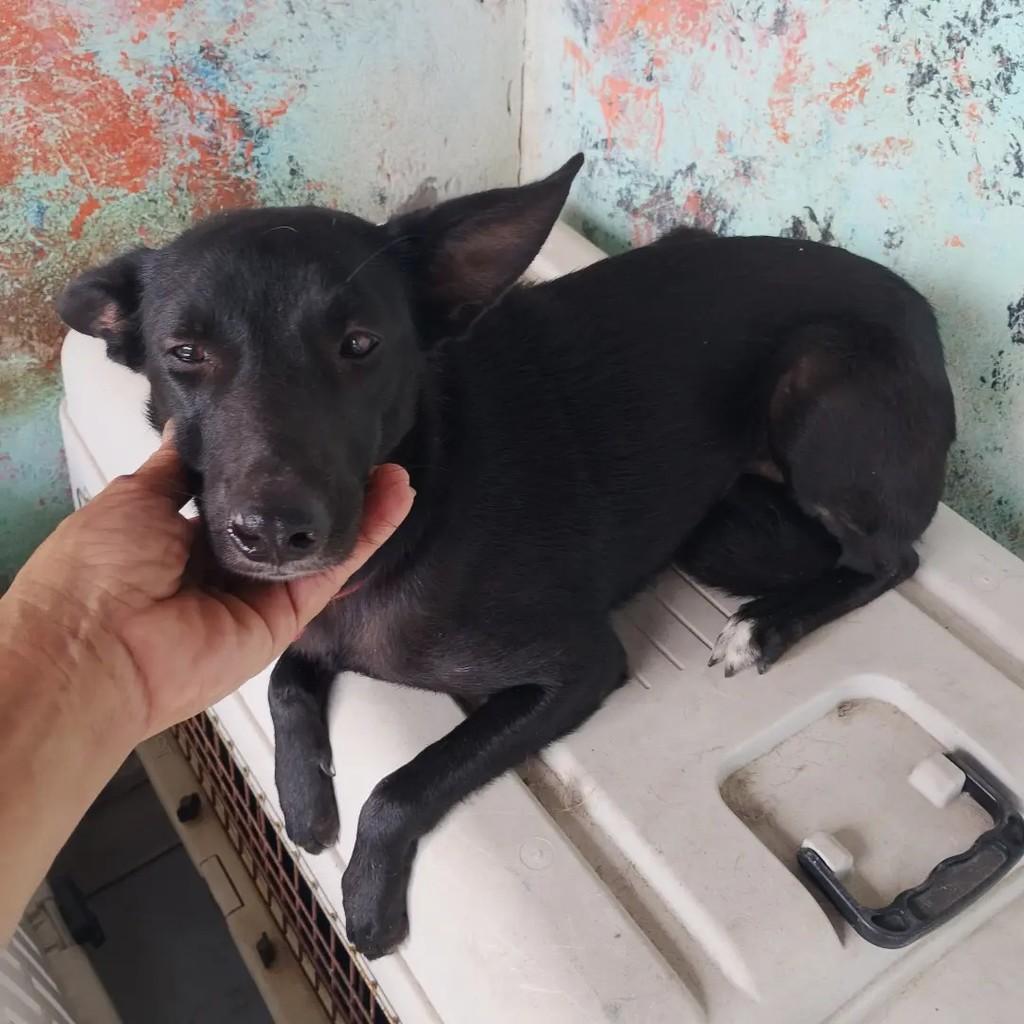 Alice, cadela de porte pequeno para adoção em Salvador - BA — foto 4 de 5