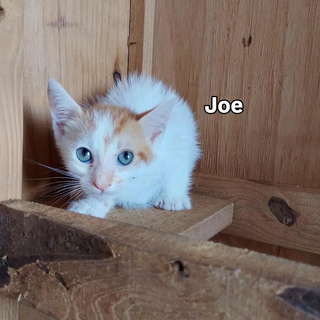 Joe, gato de porte pequeno para adoção em Salvador - BA