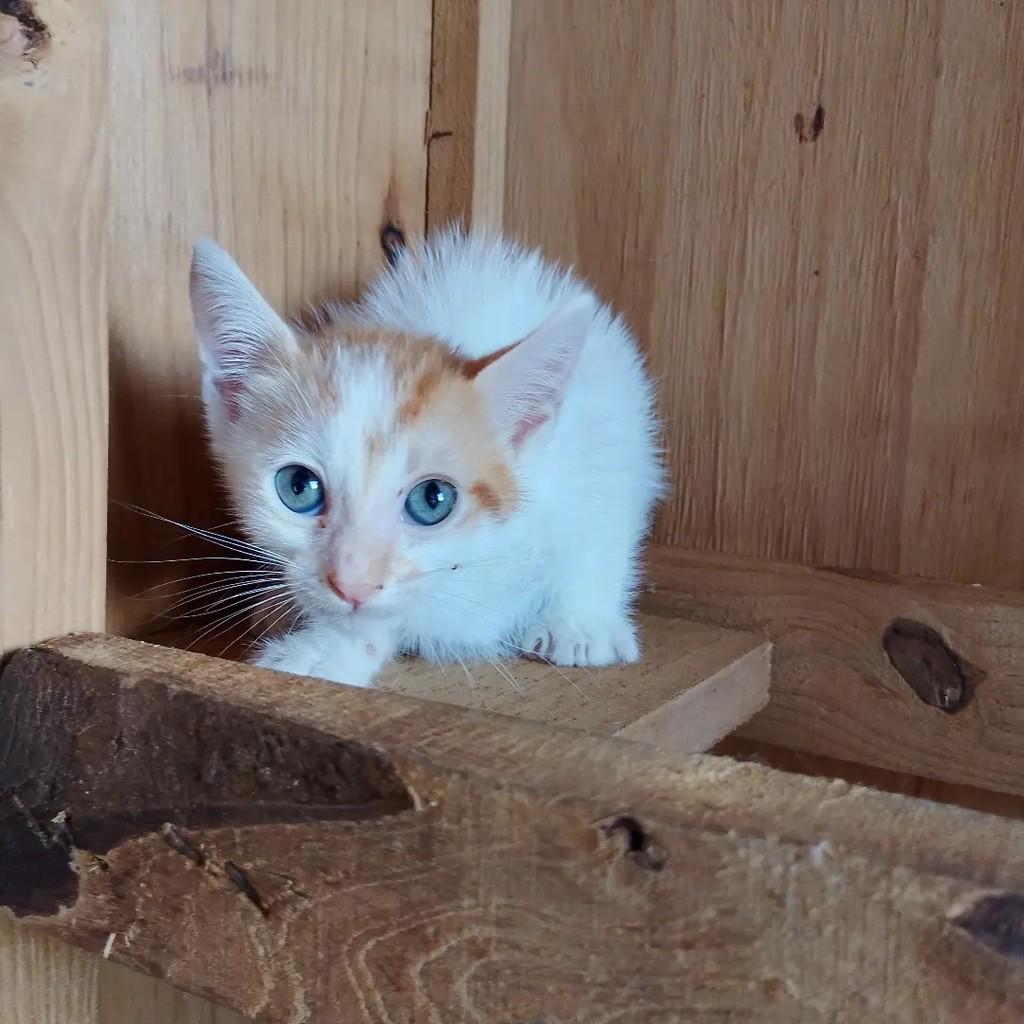Joe, gato de porte pequeno para adoção em Salvador - BA — foto 2 de 7