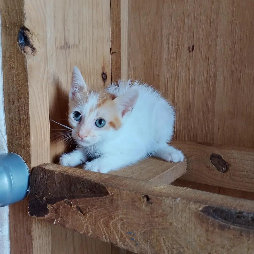 Joe, gato de porte pequeno para adoção em Salvador - BA — foto 4 de 7