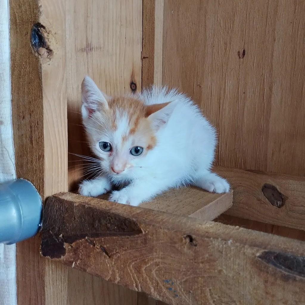 Joe, gato de porte pequeno para adoção em Salvador - BA — foto 5 de 7