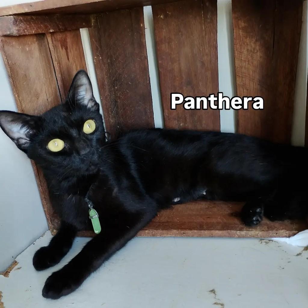 Panthera, gata de porte pequeno para adoção em Salvador - BA