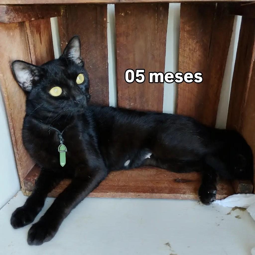 Panthera, gata de porte pequeno para adoção em Salvador - BA — foto 2 de 9