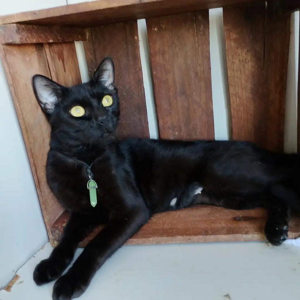 Panthera, gata de porte pequeno para adoção em Salvador - BA — foto 3 de 9