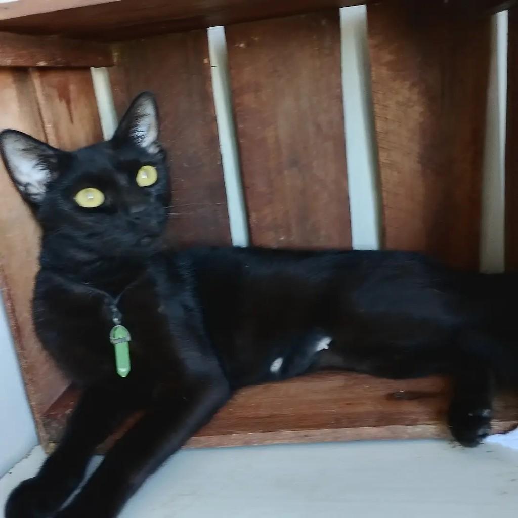 Panthera, gata de porte pequeno para adoção em Salvador - BA — foto 4 de 9