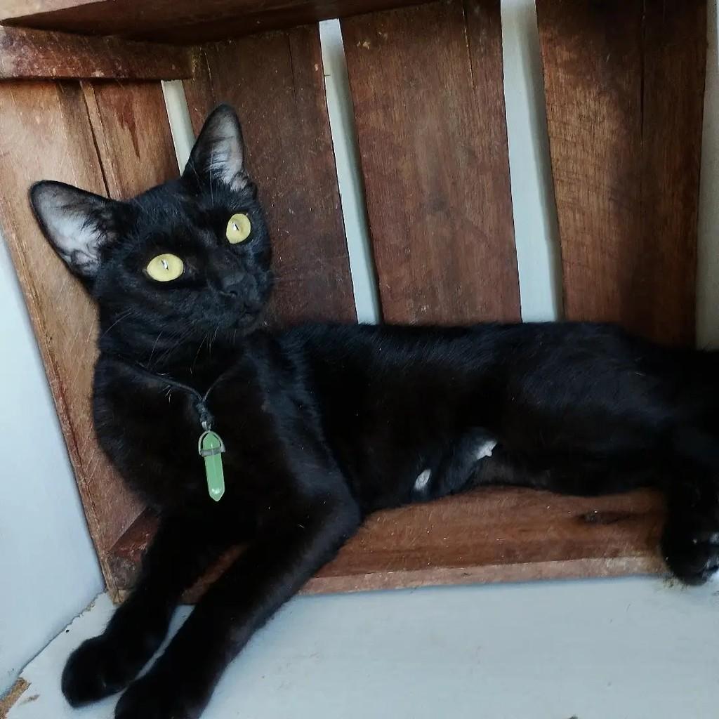 Panthera, gata de porte pequeno para adoção em Salvador - BA — foto 5 de 9