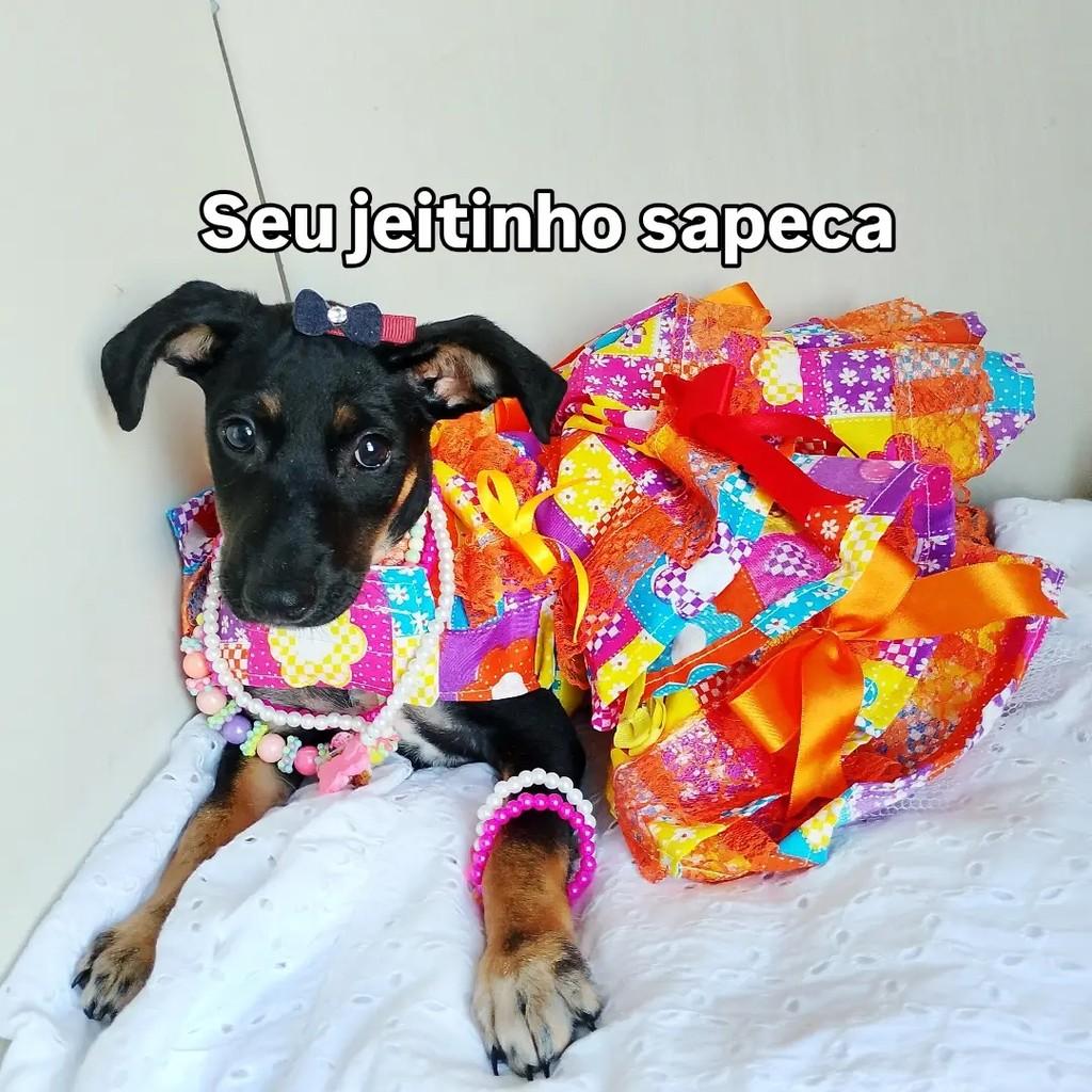 Talita, cadela de porte pequeno para adoção em Salvador - BA