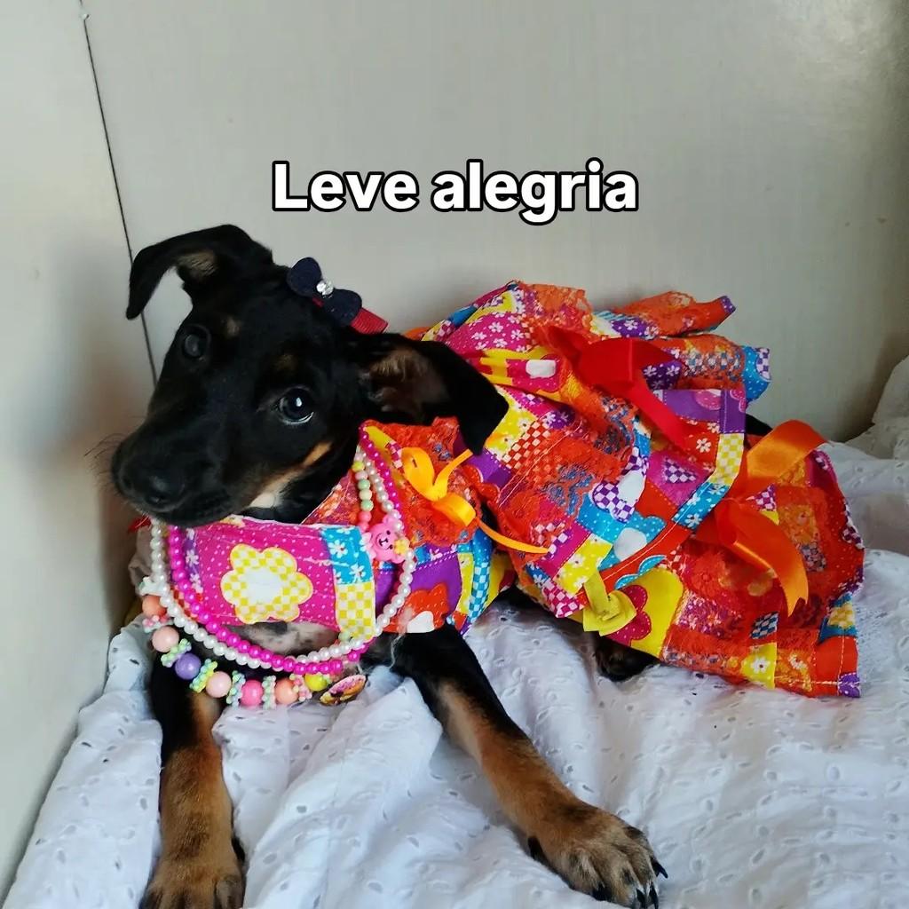 Talita, cadela de porte pequeno para adoção em Salvador - BA — foto 4 de 10