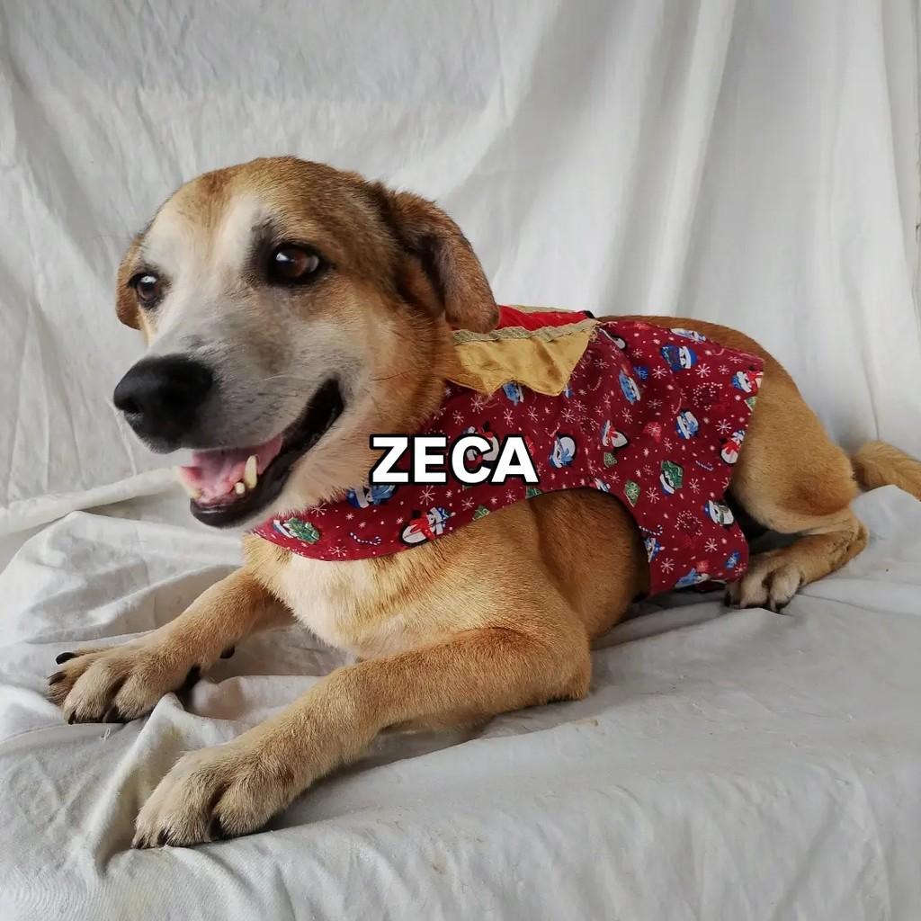 Zeca, cachorro de porte médio para adoção em Salvador - BA