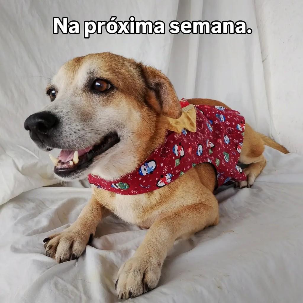 Zeca, cachorro de porte médio para adoção em Salvador - BA — foto 2 de 7