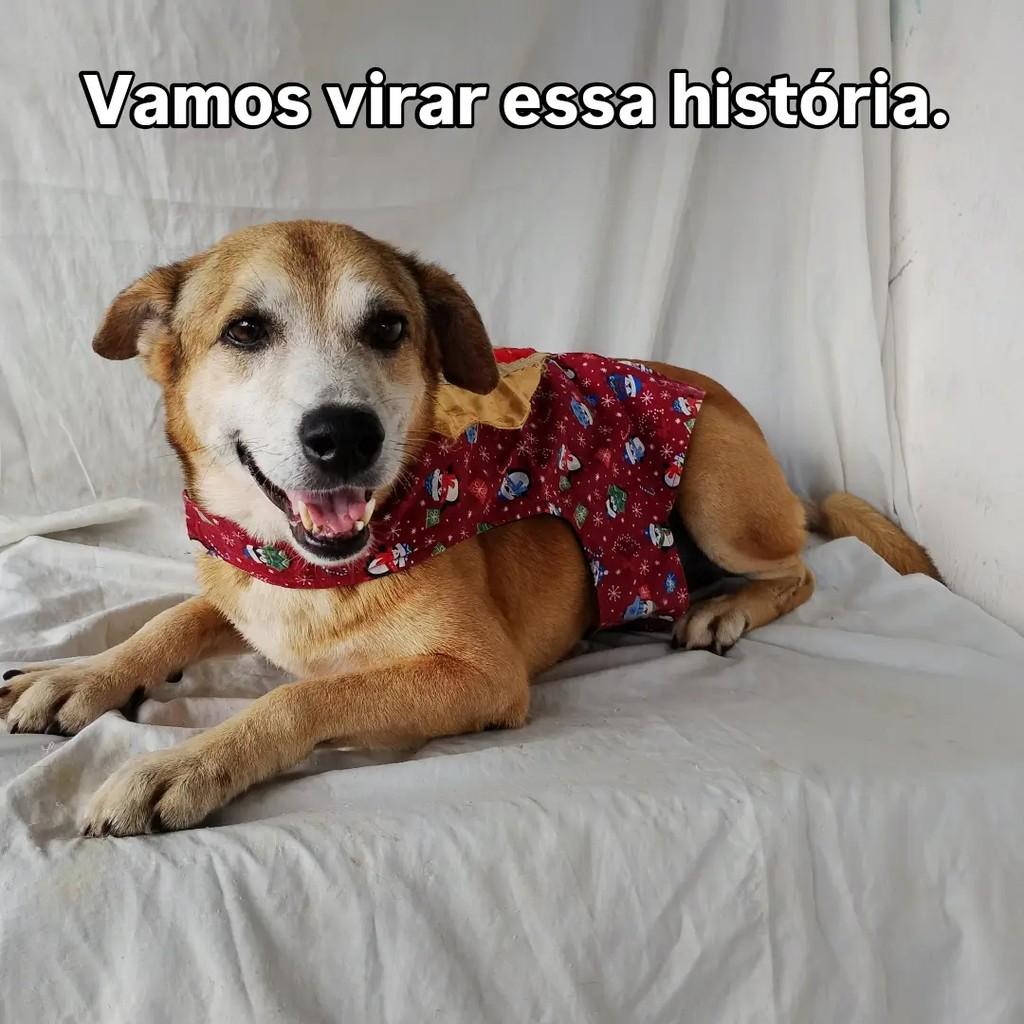 Zeca, cachorro de porte médio para adoção em Salvador - BA — foto 3 de 7