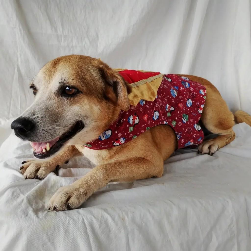 Zeca, cachorro de porte médio para adoção em Salvador - BA — foto 4 de 7