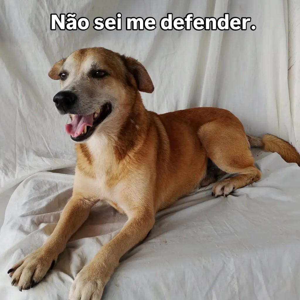 Zeca, cachorro de porte médio para adoção em Salvador - BA — foto 5 de 7