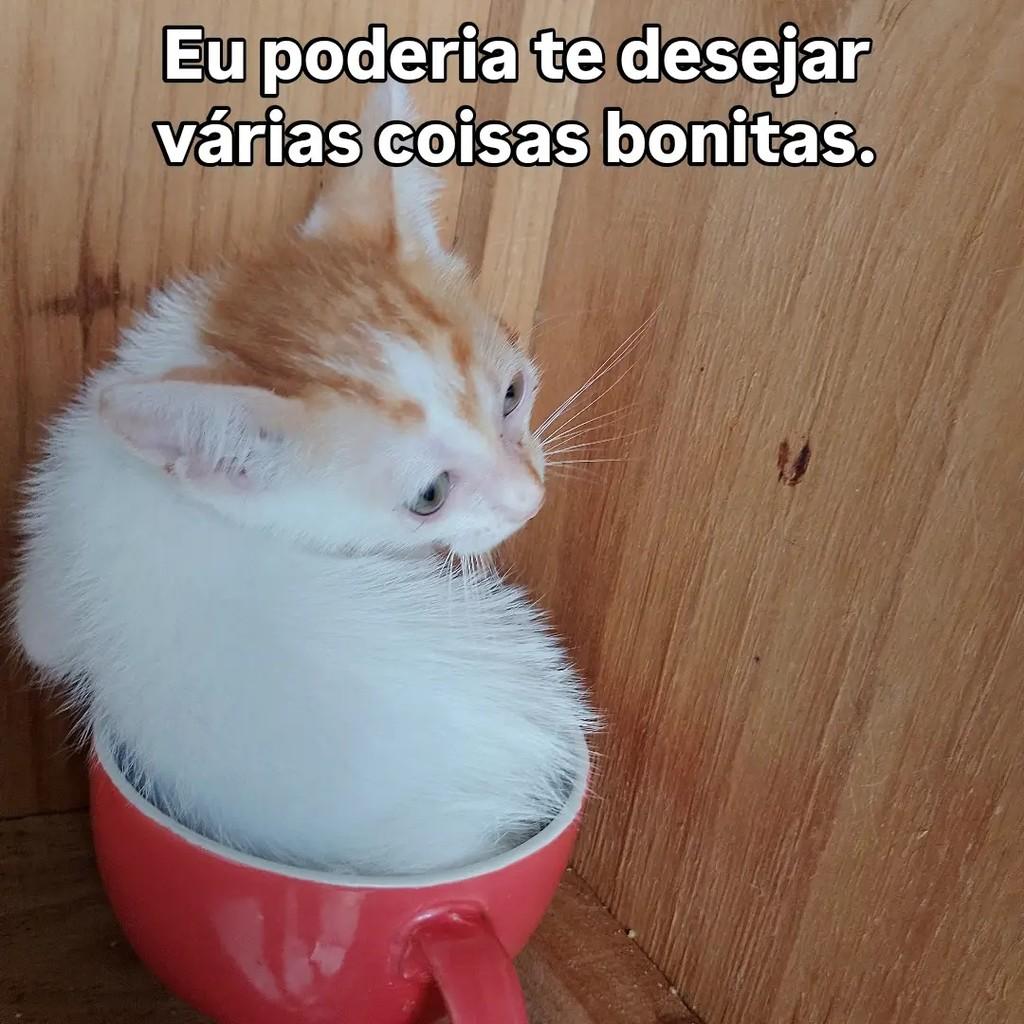 Galeguinho Joe, gato de porte pequeno para adoção em Salvador - BA