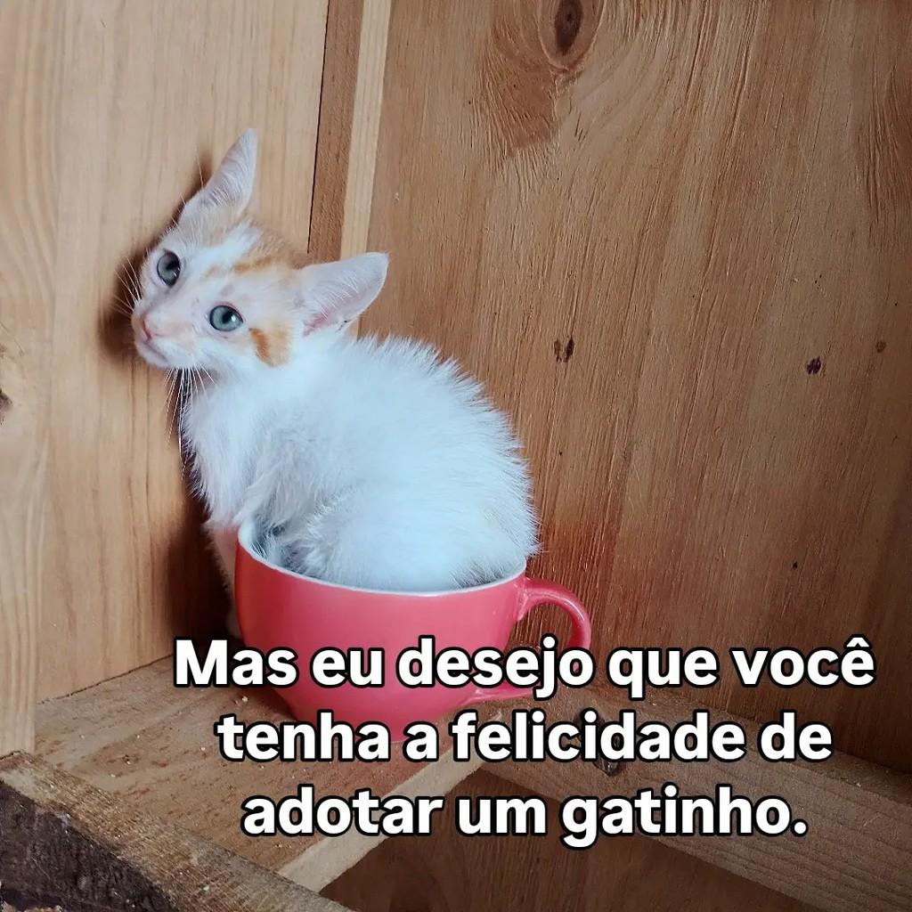 Galeguinho Joe, gato de porte pequeno para adoção em Salvador - BA — foto 2 de 6
