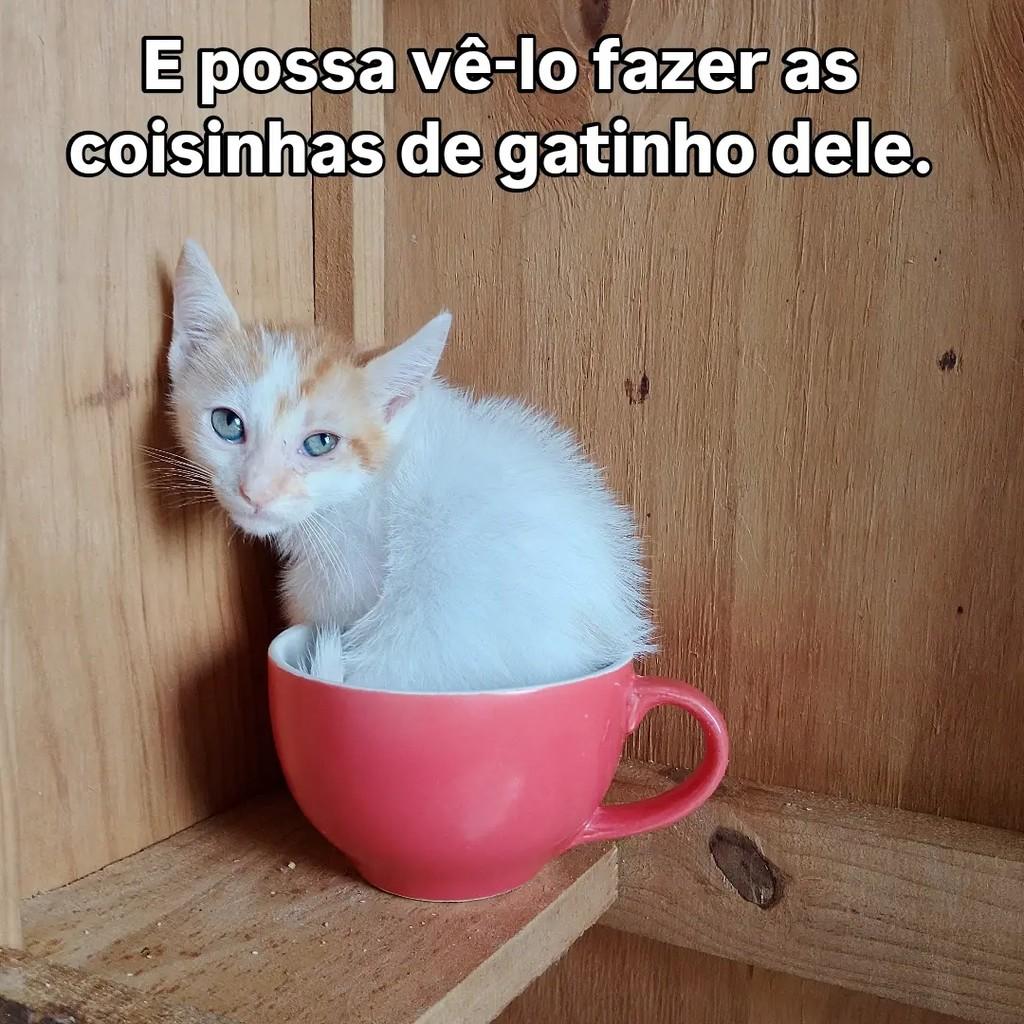 Galeguinho Joe, gato de porte pequeno para adoção em Salvador - BA — foto 3 de 6