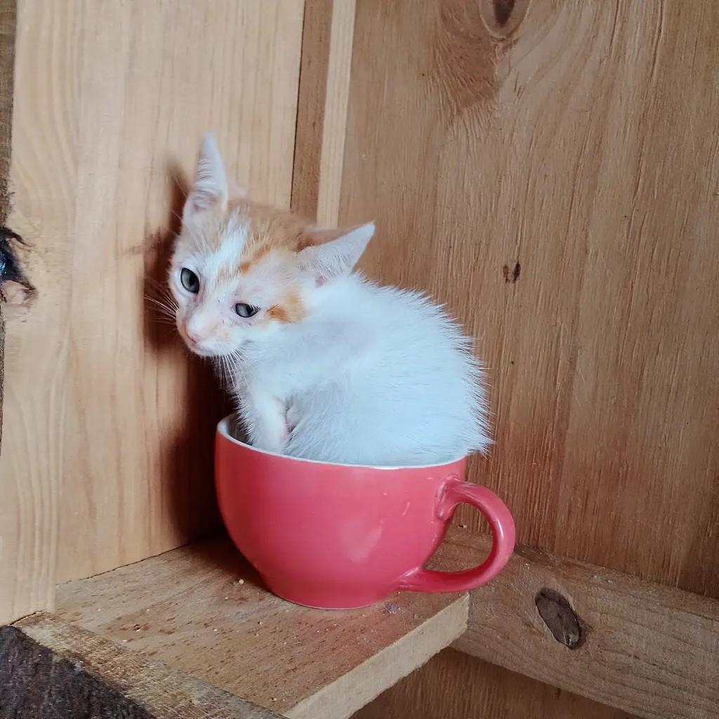 Galeguinho Joe, gato de porte pequeno para adoção em Salvador - BA — foto 4 de 6