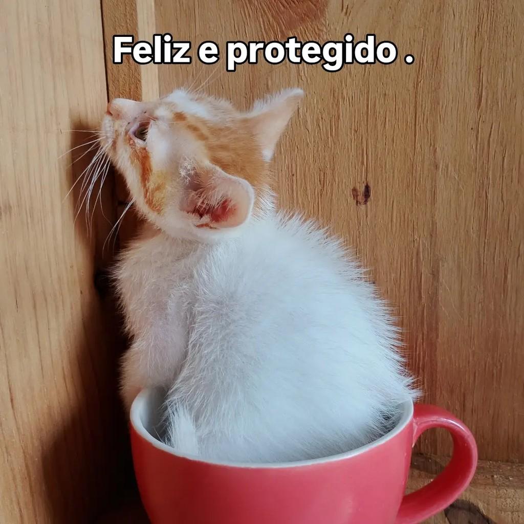 Galeguinho Joe, gato de porte pequeno para adoção em Salvador - BA — foto 5 de 6