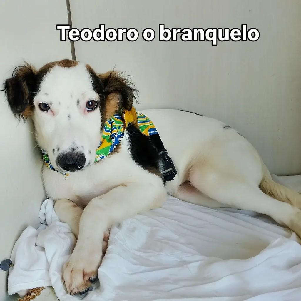 Theo, cachorro de porte pequeno para adoção em Salvador - BA