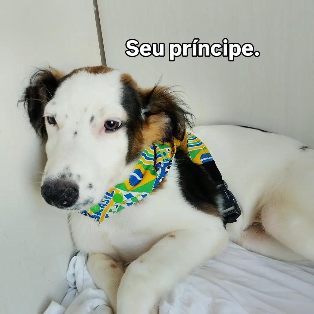 Theo, cachorro de porte pequeno para adoção em Salvador - BA — foto 2 de 9