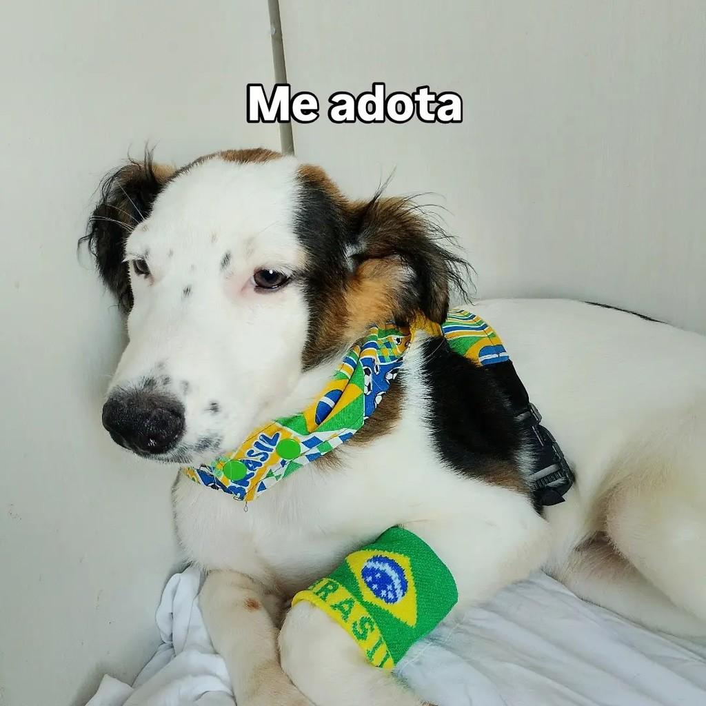 Theo, cachorro de porte pequeno para adoção em Salvador - BA — foto 3 de 9