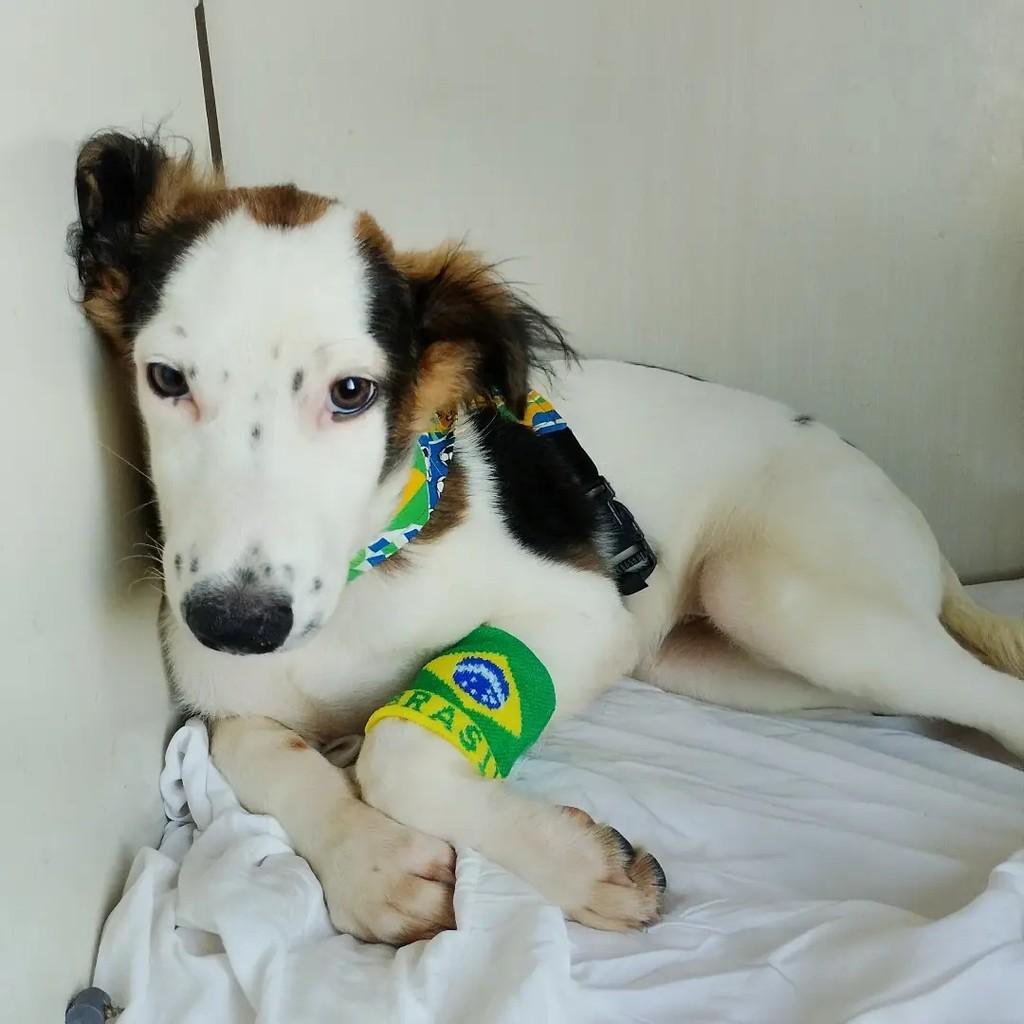 Theo, cachorro de porte pequeno para adoção em Salvador - BA — foto 4 de 9