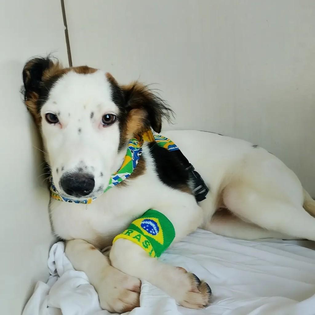 Theo, cachorro de porte pequeno para adoção em Salvador - BA — foto 5 de 9