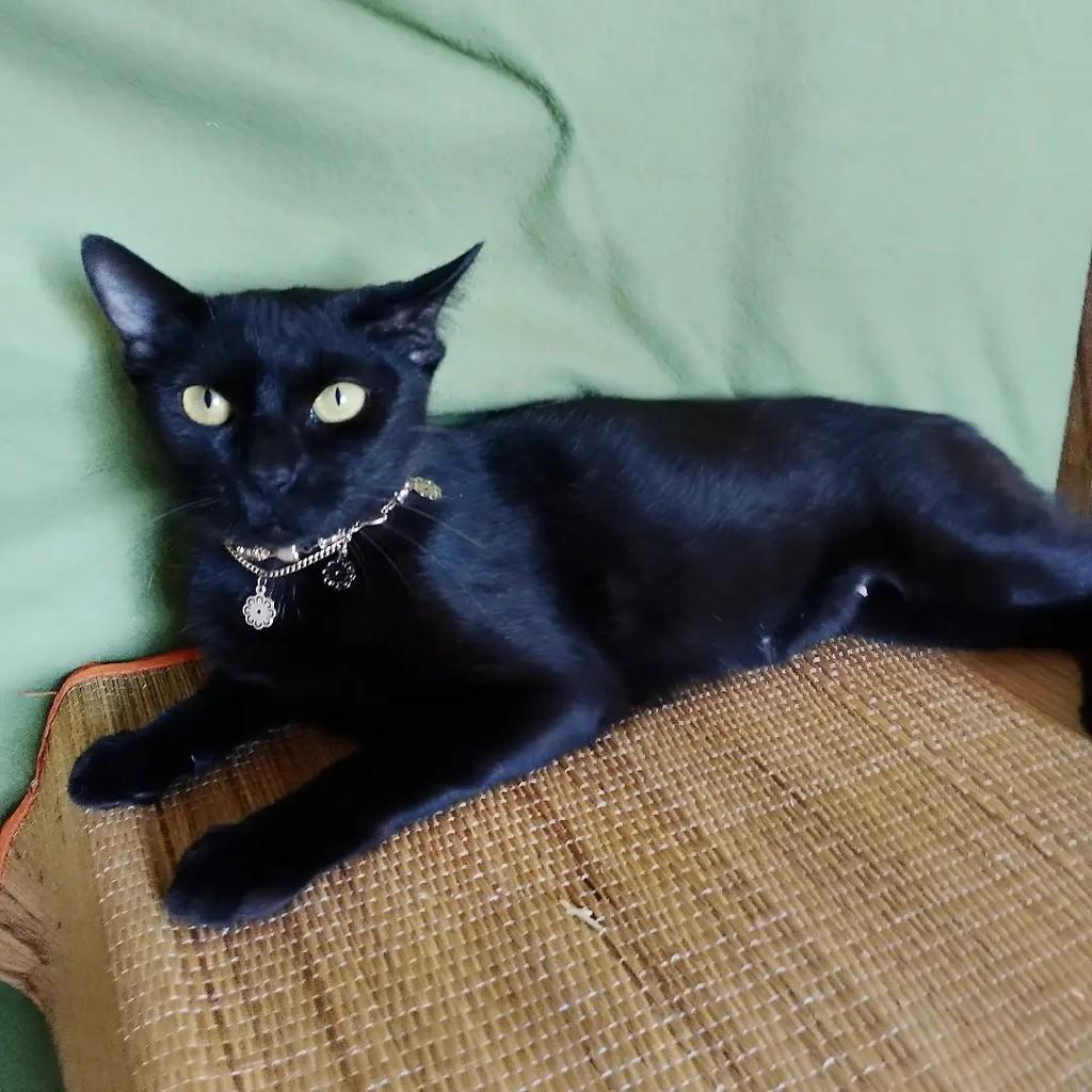 Nyx, gata de porte médio para adoção em Salvador - BA