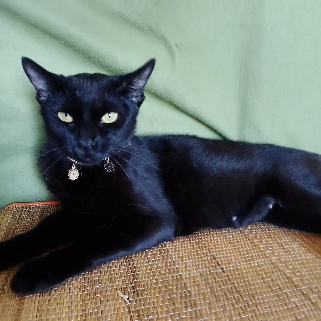 Nyx, gata de porte médio para adoção em Salvador - BA — foto 2 de 10
