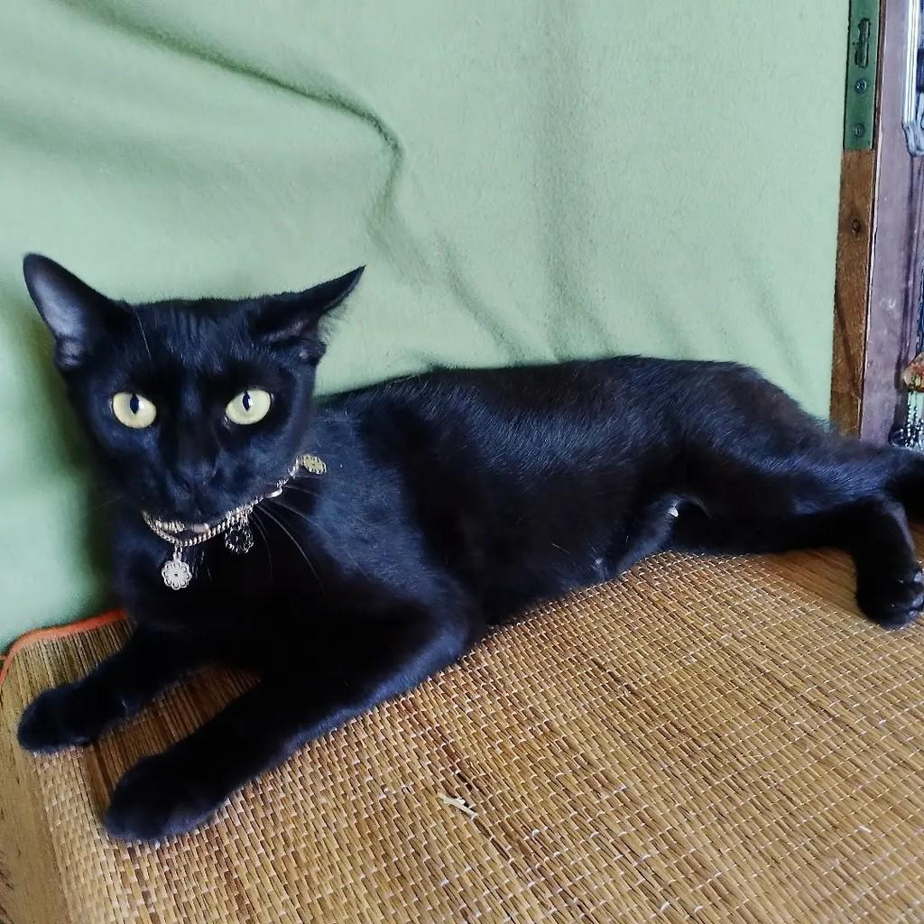 Nyx, gata de porte médio para adoção em Salvador - BA — foto 3 de 10