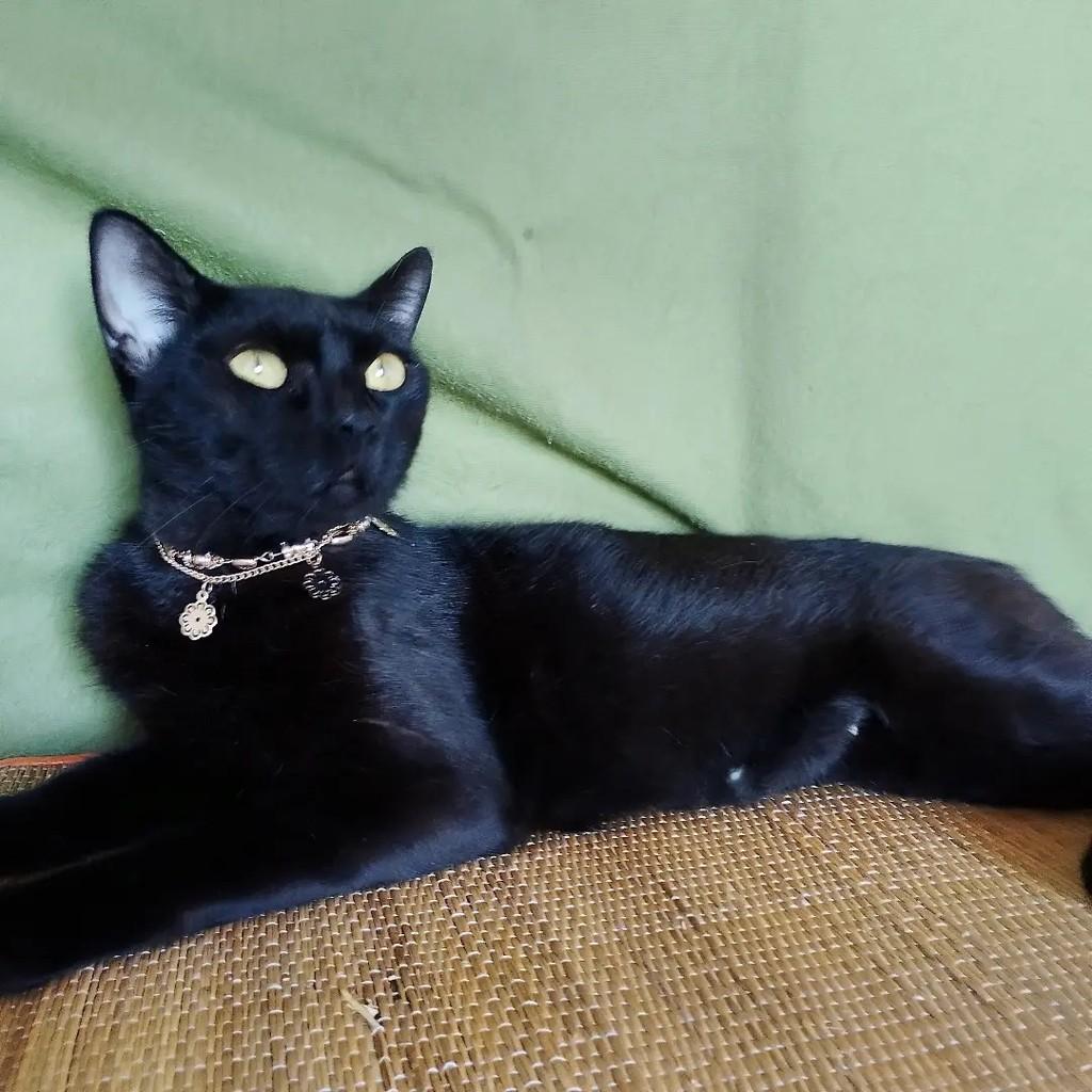 Nyx, gata de porte médio para adoção em Salvador - BA — foto 4 de 10