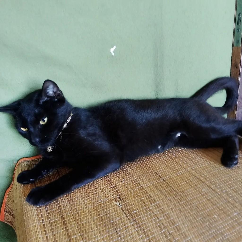 Nyx, gata de porte médio para adoção em Salvador - BA — foto 5 de 10