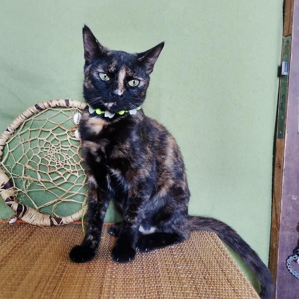 Twix, gata de porte pequeno para adoção em Salvador - BA