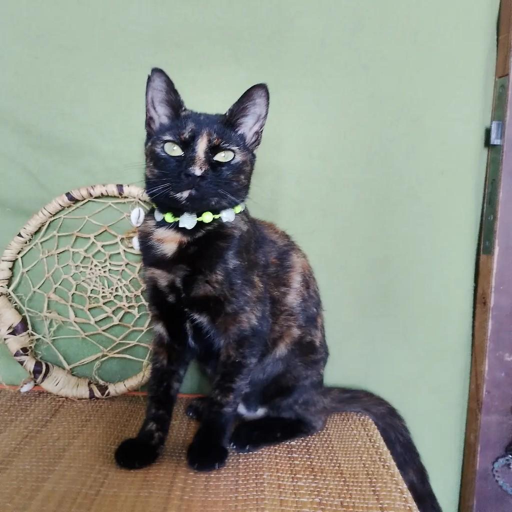 Twix, gata de porte pequeno para adoção em Salvador - BA — foto 2 de 15