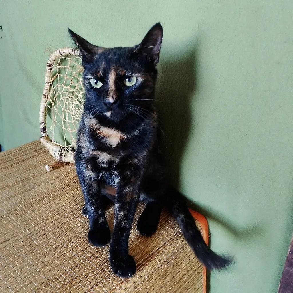 Twix, gata de porte pequeno para adoção em Salvador - BA — foto 3 de 15