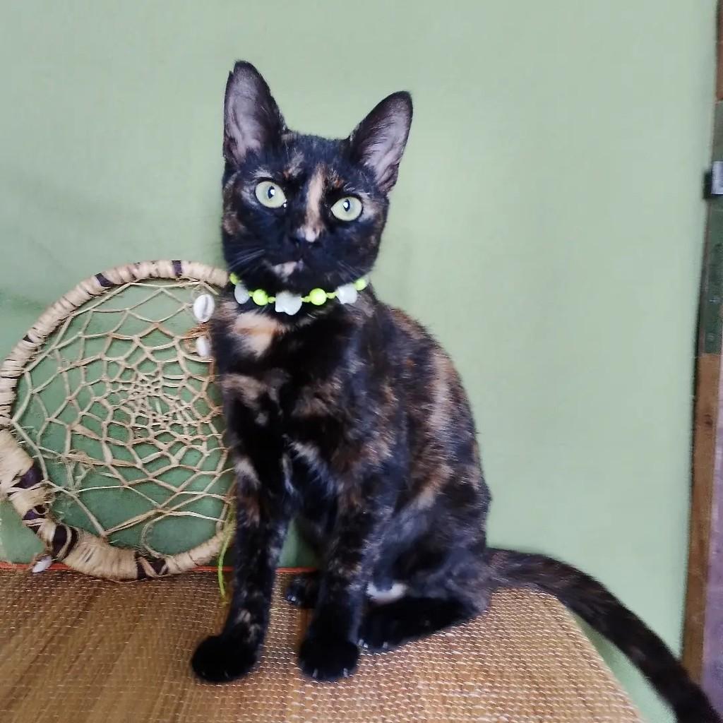 Twix, gata de porte pequeno para adoção em Salvador - BA — foto 4 de 15