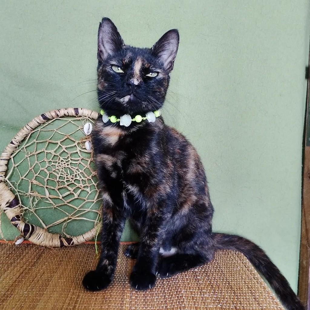 Twix, gata de porte pequeno para adoção em Salvador - BA — foto 5 de 15