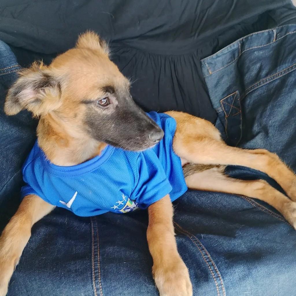 Rambo, cachorro de porte pequeno para adoção em Salvador - BA