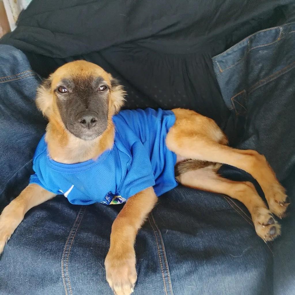 Rambo, cachorro de porte pequeno para adoção em Salvador - BA — foto 2 de 11