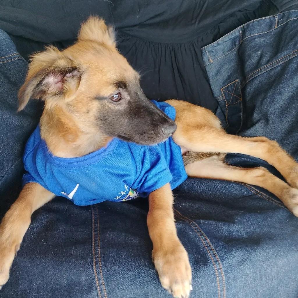 Rambo, cachorro de porte pequeno para adoção em Salvador - BA — foto 3 de 11