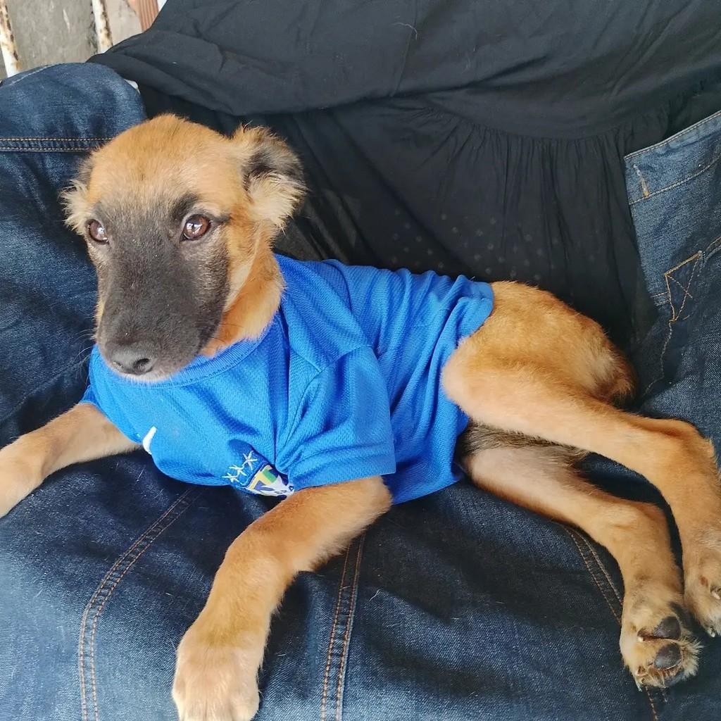 Rambo, cachorro de porte pequeno para adoção em Salvador - BA — foto 4 de 11