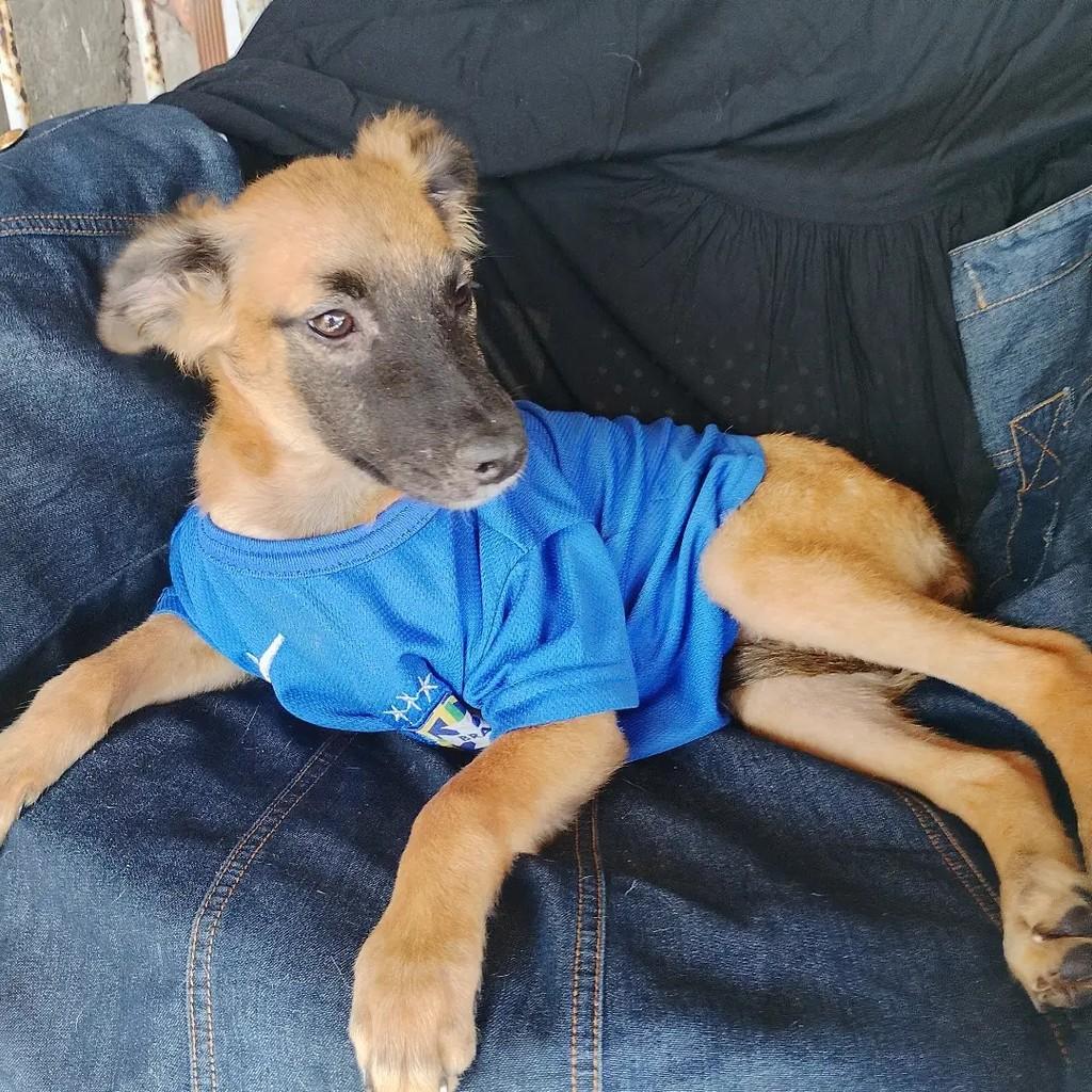 Rambo, cachorro de porte pequeno para adoção em Salvador - BA — foto 5 de 11