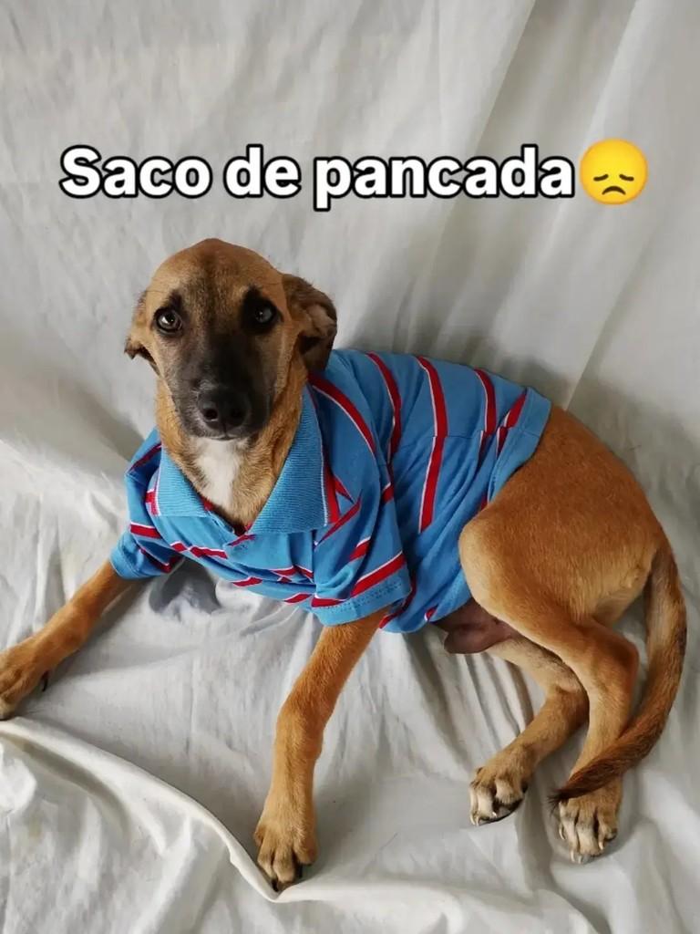 Samuel, cachorro de porte pequeno para adoção em Salvador - BA