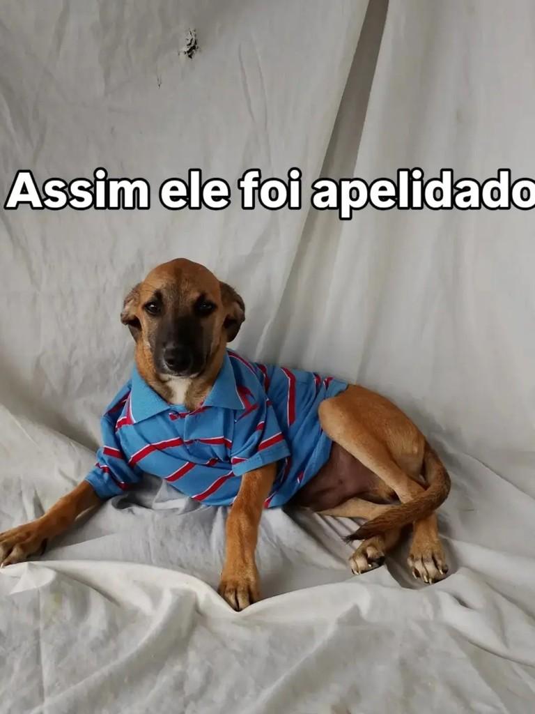 Samuel, cachorro de porte pequeno para adoção em Salvador - BA — foto 2 de 3